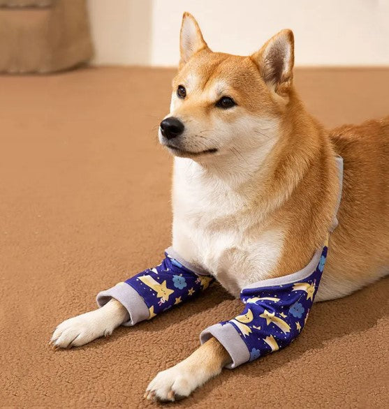 Dog wearing blue knee protectors with star patterns